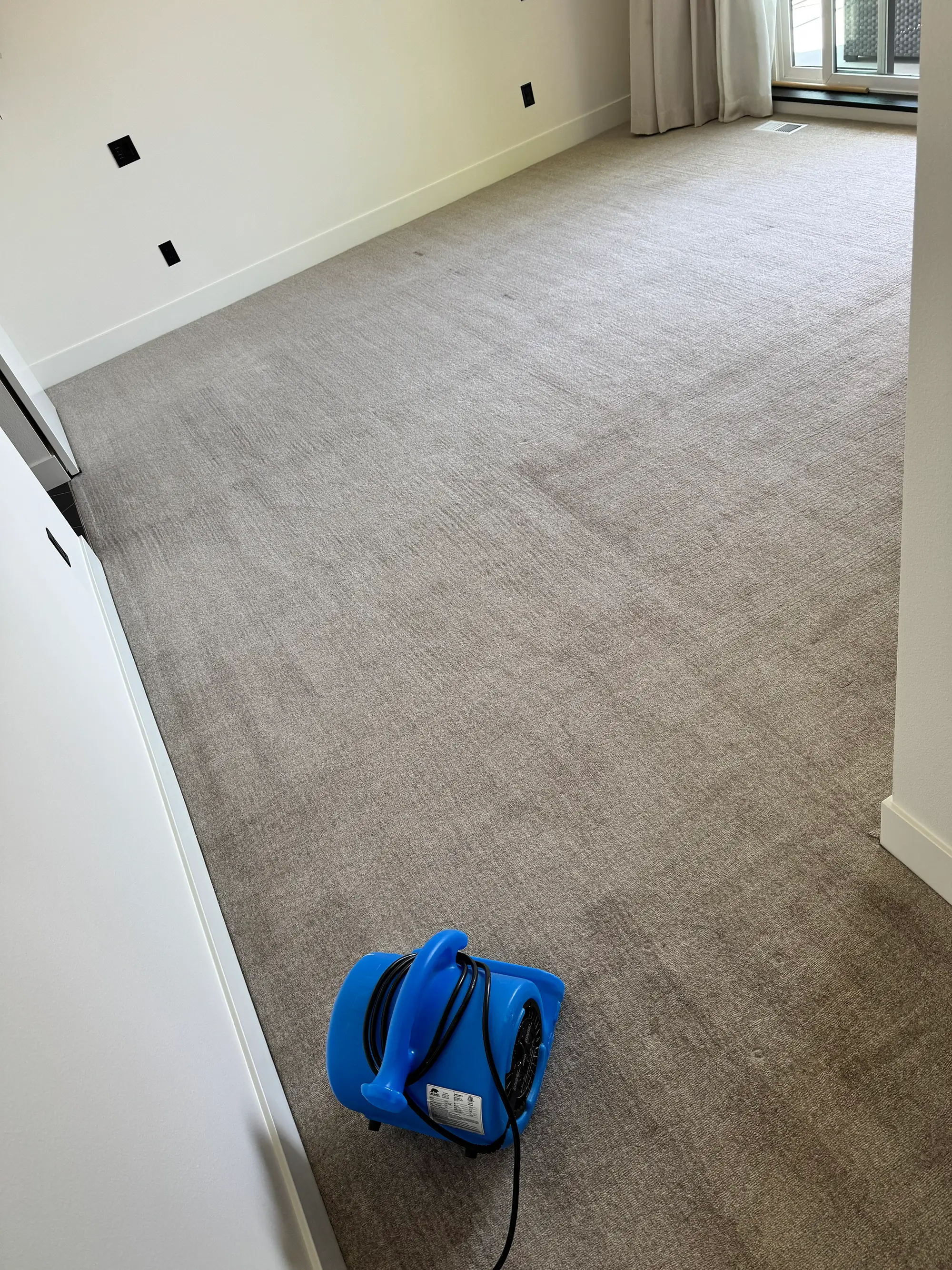 Air mover drying wall-to-wall wool carpet after wool carpet cleaning
